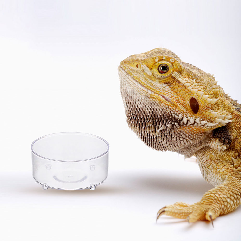 Water Dish Reptile - 10Pcs Acrylic Reptile Food Dish Water