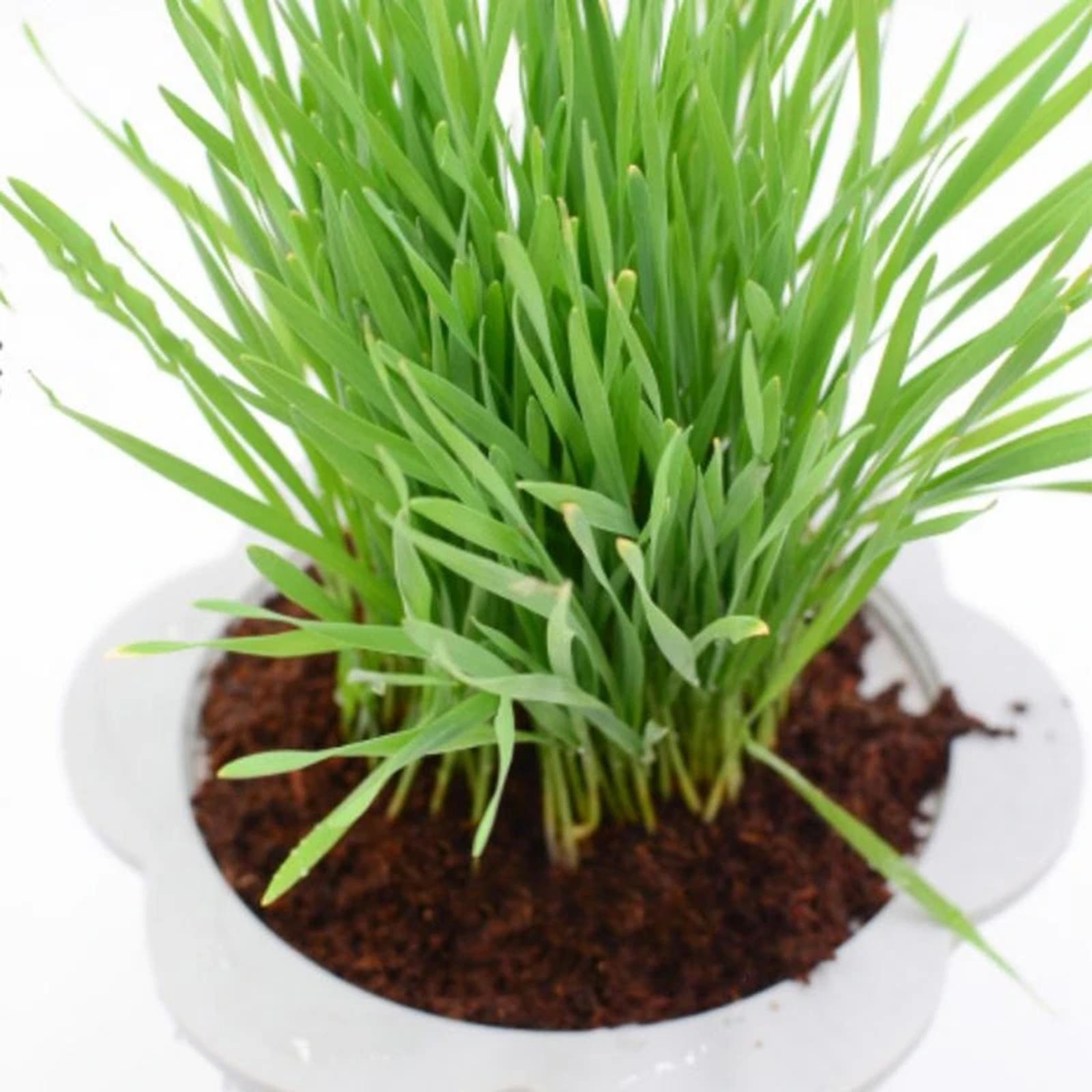 Coconut Fibre Coconut Coir Bri - Substrate Coconut Fiber recensie en prijs