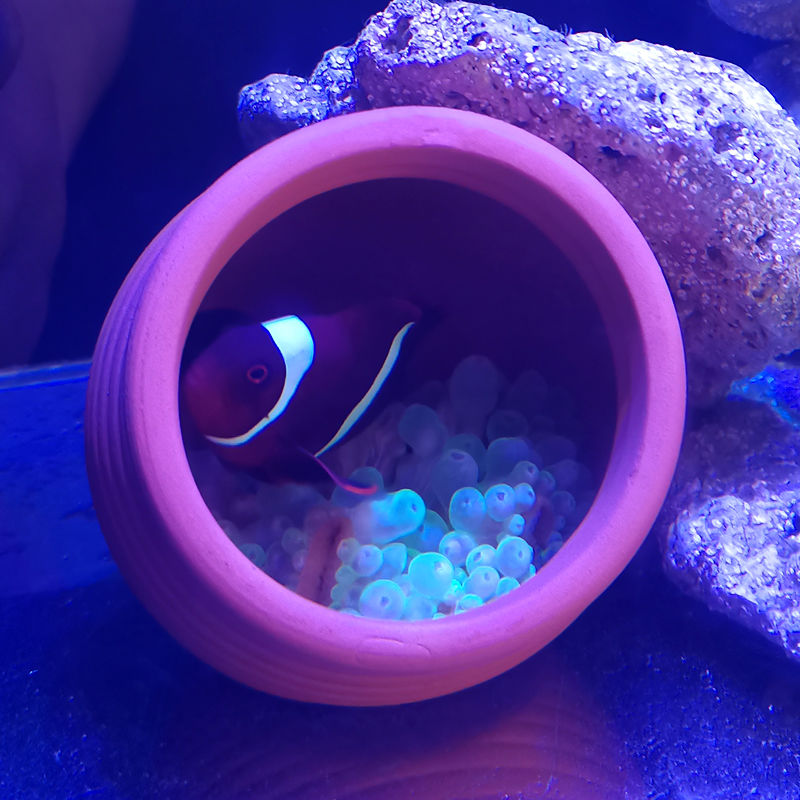 Ceramics Jar Fish Tank Decorat - Hide Cave Ceramic recensie en prijs