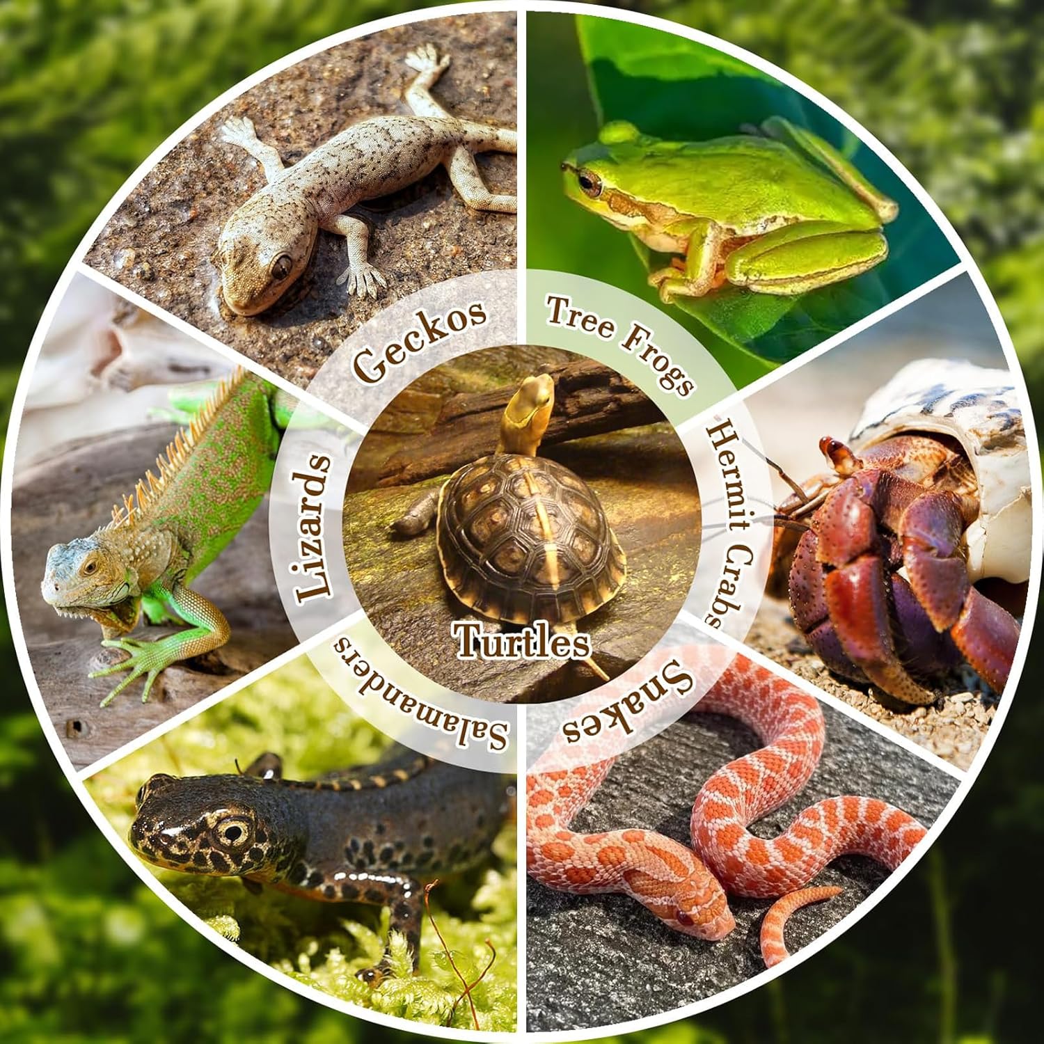 Reptile Bathing Pool with Ramp - Water Dish Reptile recensie en prijs