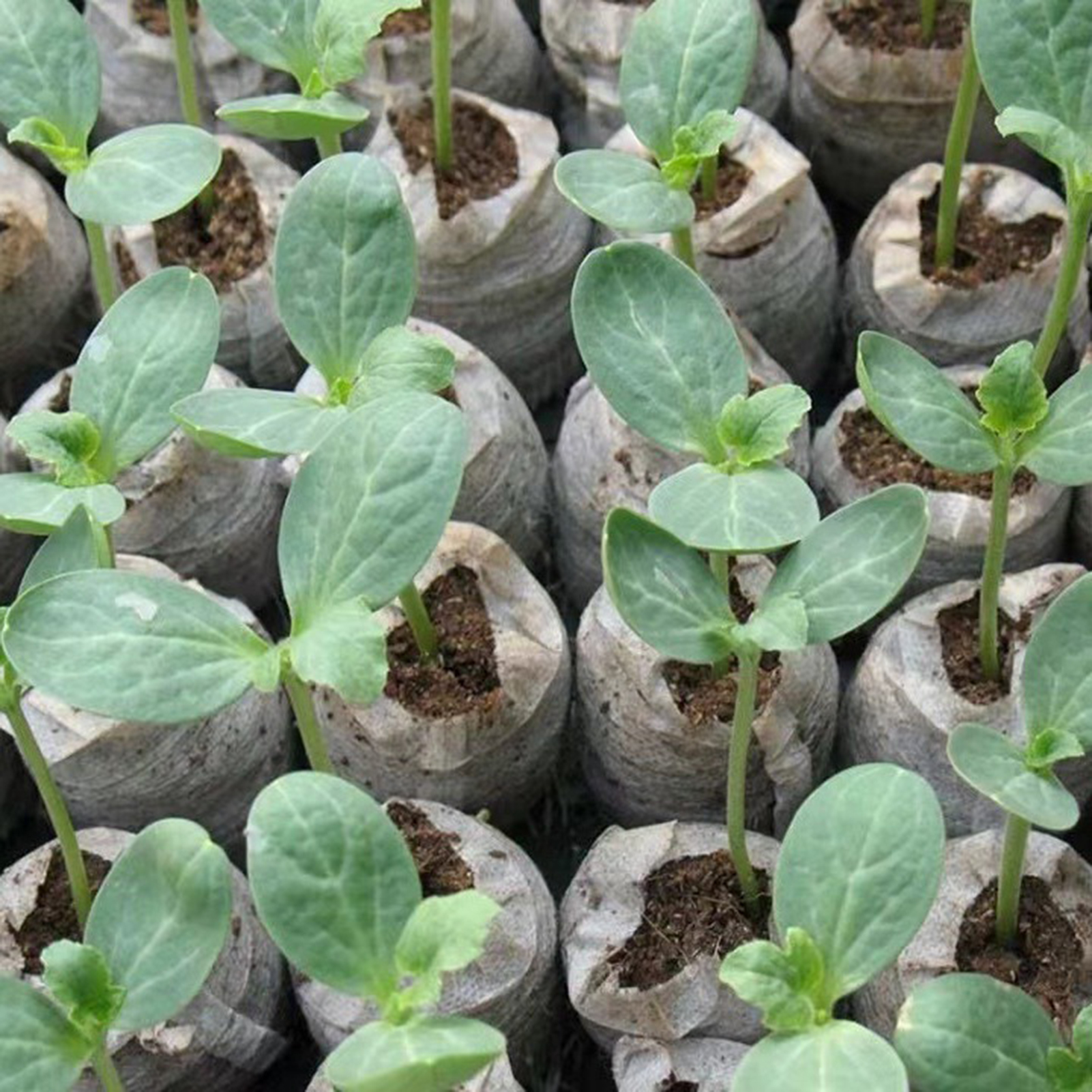 10/20/50pcs Plant Growth Bags  - Substrate Coconut Fiber recensie en prijs
